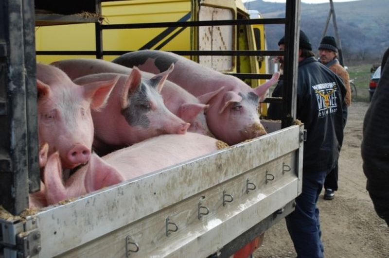 Pesta porcină africană continuă să țină în alertă autoritățile dâmbovițene și medicii veterinari